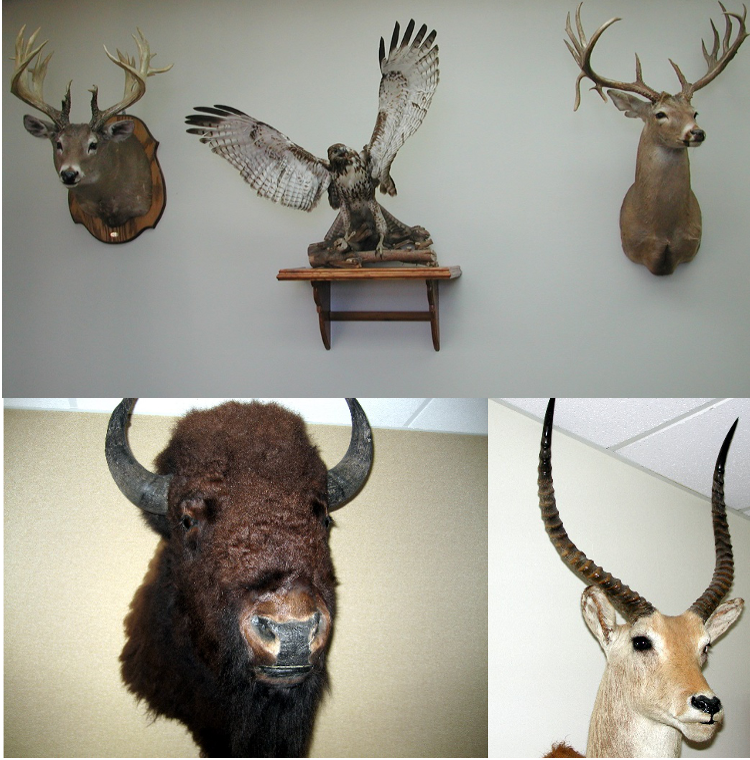 Judges Chambers Wall - Fentress Inc.