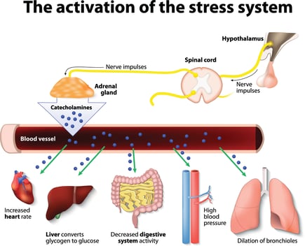 Stress System