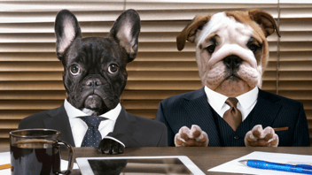 Has Your Office Gone to the Dogs? Mind your Open Office Manners!