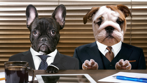Open Office Dogs_Blog Title