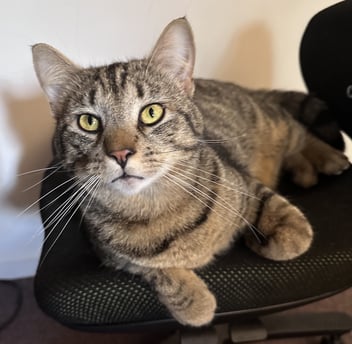 Chaotic Cats in the Home Office